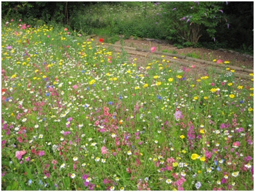 Butterfly garden