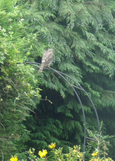 sparrowhawk