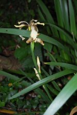 stinking iris