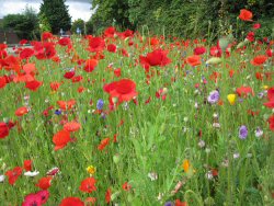 poppies