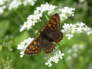 common blue butterfly