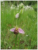 bee orchid