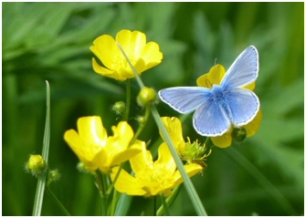 common blue butterfly