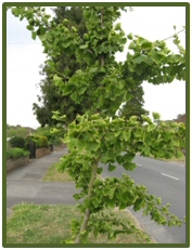 ginkgo tree