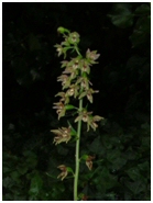 helleborine