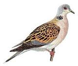 Turtle Dove