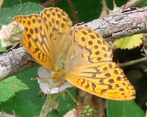 fritillary