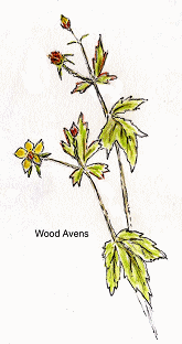 Wood Avens