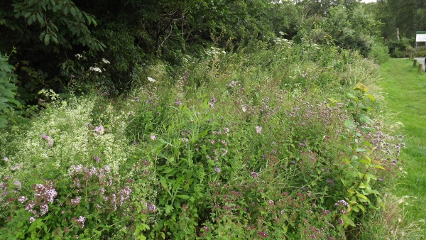 Instow Rd Wildflowers