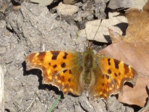 comma butterfly