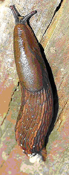 slug