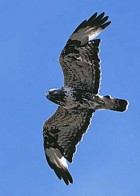 Rough Legged Buzzard