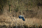 Heron in Flight