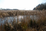 Reed Bed