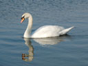 Swan