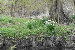 Loddon Lillies