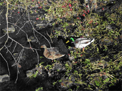 Mallards at Weir