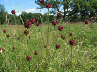 great burnet