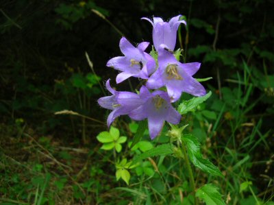 nettle-leaved bellflower