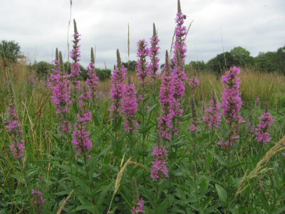 purple loosestrife