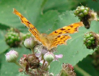 Comma