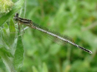 White%20Legged%20Damselfly